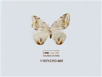 藏品(臺灣波紋帶鉤蛾)的圖片